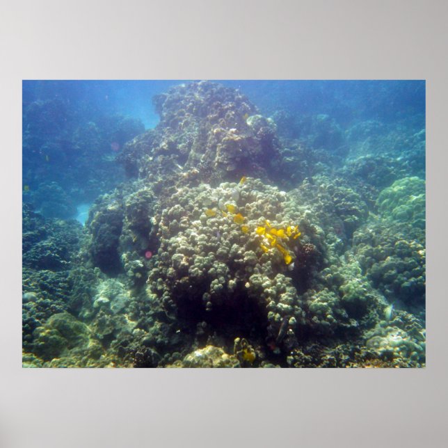 Underwater Sealife Photography Poster Print (Front)