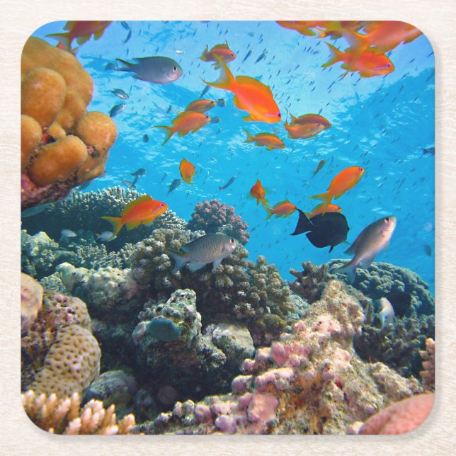 Underwater Tropical Fish Scene Square Paper Coaster (Front)