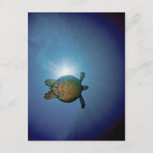 Underwater Turtle Andaman Sea, Thailand Postcard