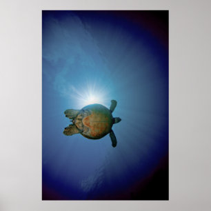 Underwater Turtle  Andaman Sea, Thailand Poster