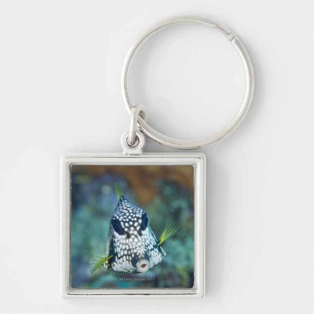 Underwater view of Smooth Trunkfish (Lactophrys Key Ring (Front)
