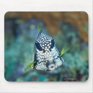 Underwater view of Smooth Trunkfish (Lactophrys Mouse Pad