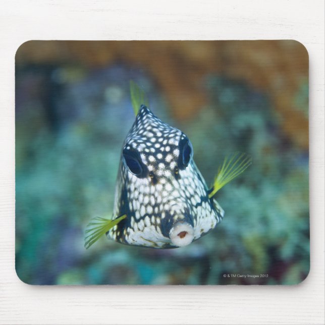 Underwater view of Smooth Trunkfish (Lactophrys Mouse Pad (Front)