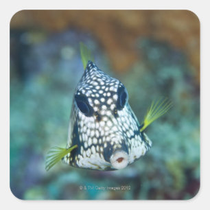 Underwater view of Smooth Trunkfish (Lactophrys Square Sticker