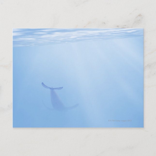 Underwater view of whale postcard (Front)