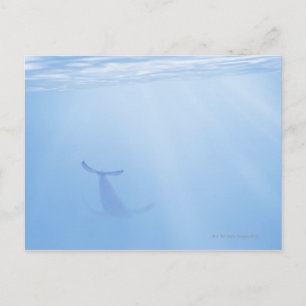 Underwater view of whale postcard