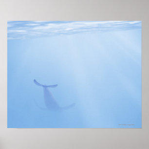 Underwater view of whale poster