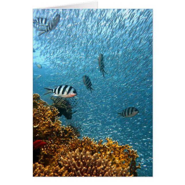 Underwater world (Front)