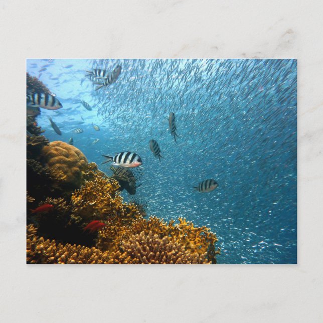 Underwater world postcard (Front)