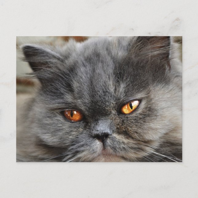 Undisturbed cat postcard (Front)