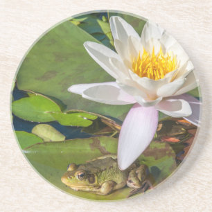 Une grenouille sous une fleur de nénuphar coaster