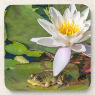 Une grenouille sous une fleur de nénuphar coaster