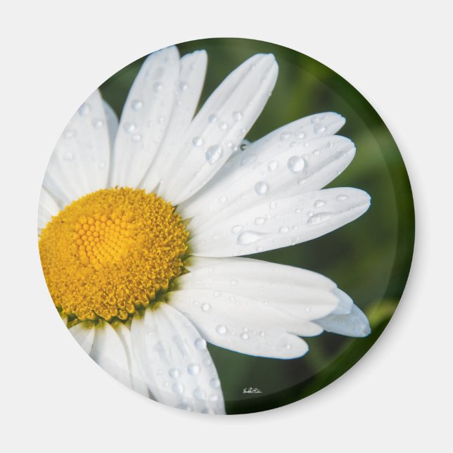 Une margueritte, font vert magnet (Front)