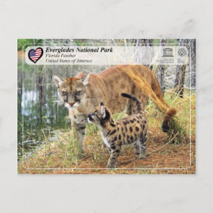 UNESCO- Everglades National Park - Florida Panther Postcard