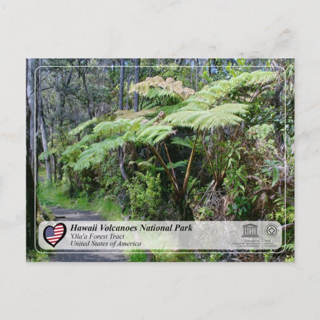 UNESCO - Hawaii Volcanoes NP -  'Ola'a Forest Post Postcard (Front)