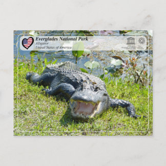 UNESCO WHS - Everglades National Park - Alligator Postcard