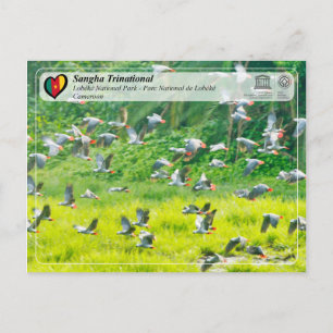UNESCO WHS - Sangha Trinational - Lobéké Postcard