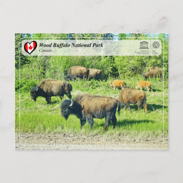 UNESCO WHS - Wood Buffalo National Park Postcard (Front)