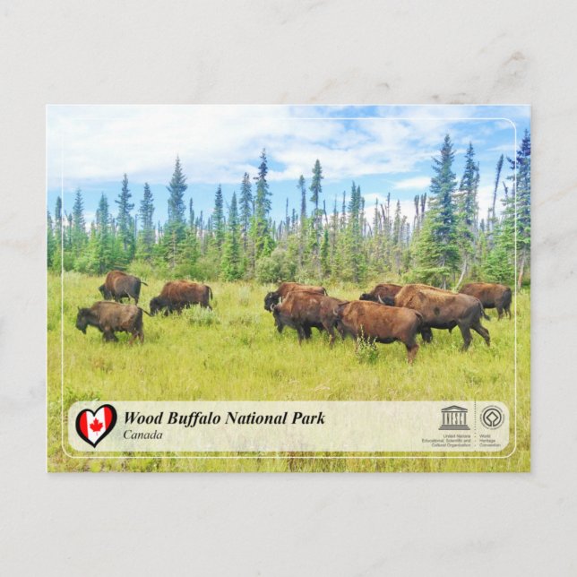 UNESCO WHS - Wood Buffalo National Park Postcard (Front)