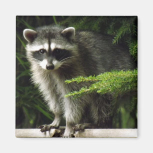 Unexpected Visitor, #3 Magnet