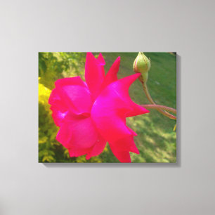 Unfolding Beauty: The Red Rose and Its Bud Canvas Print