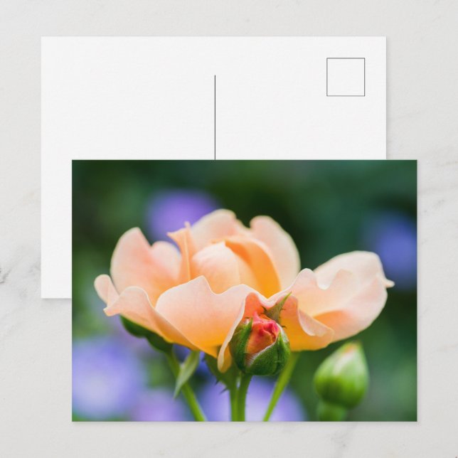unfolding desire holiday postcard (Front/Back)