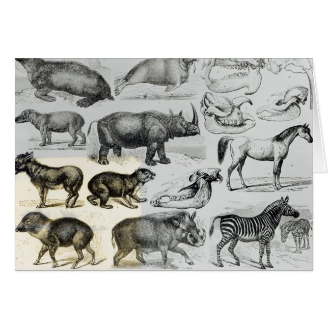 Ungulata or Hoofed Animals (Front Horizontal)