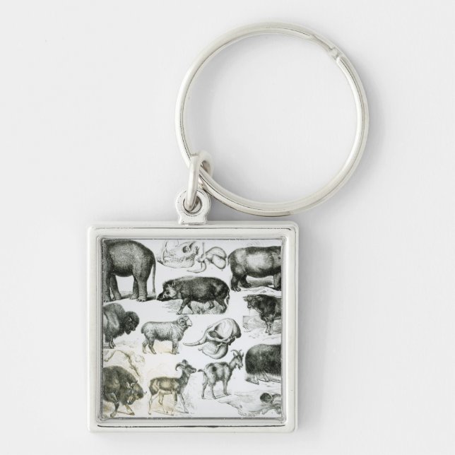 Ungulata or Hoofed Animals Key Ring (Front)