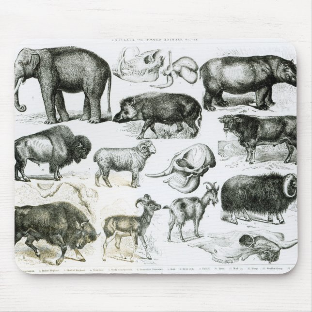 Ungulata or Hoofed Animals Mouse Pad (Front)