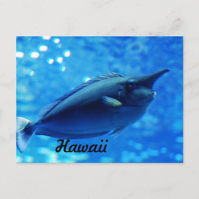 Unicorn Fish Postcard (Front)