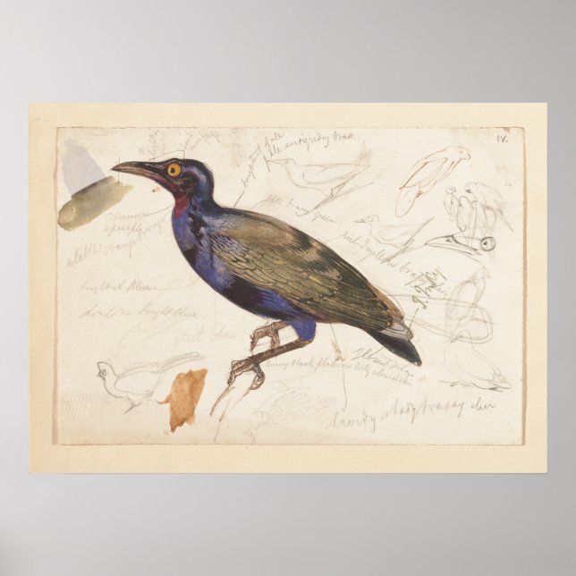 [Unidentified starling].  1835 , Lear, Edward Poster (Front)