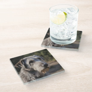 "Unimpressed Majesty: The Wolfhounds' Stoic Gaze" Glass Coaster