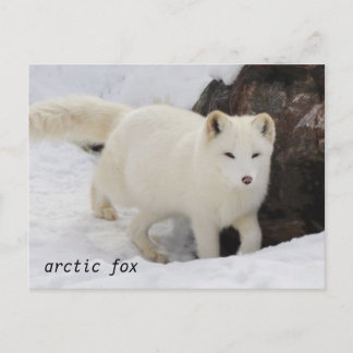 Unique Arctic Fox Postcard