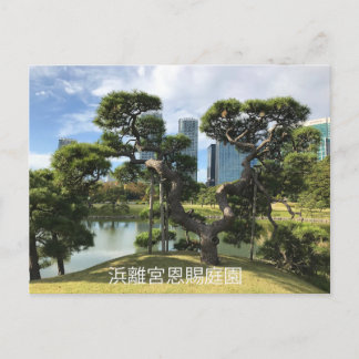Unique Black Pine Tree Postcard