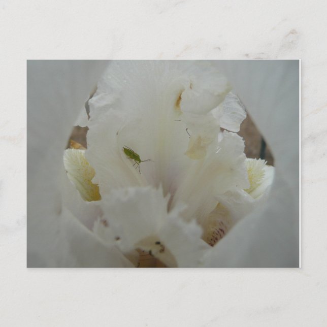 Unique Bug on an Iris Flower Postcard (Front)