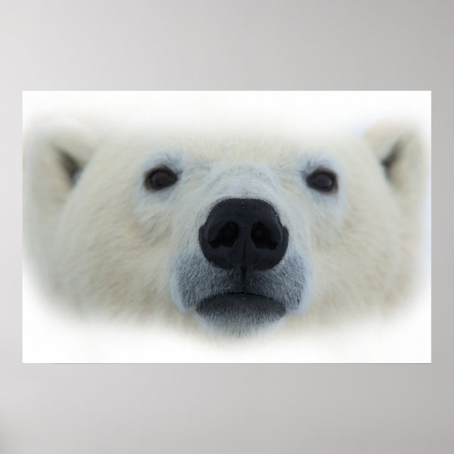 Unique Chic Polar Bear Artwork Poster Print (Front)