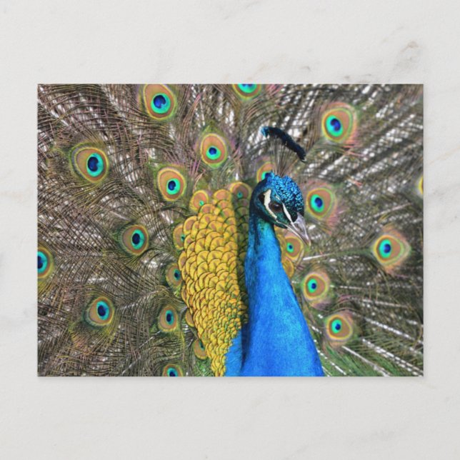 Unique Peacock Postcard (Front)