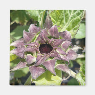 Unique Purple Sunflower Magnet