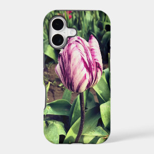 Unique Purple & White Stripe Tulip