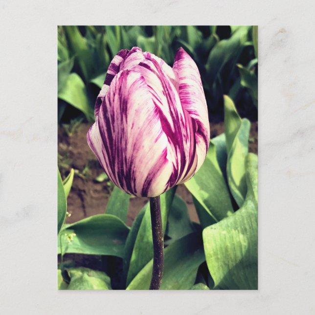 Unique Purple & White Stripe Tulip Postcard (Front)
