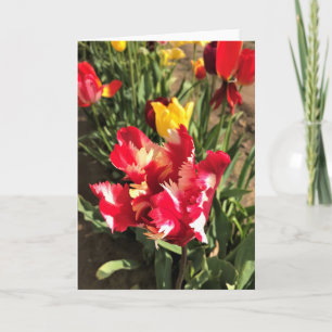 Unique Red & White Tulip Card