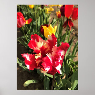 Unique Red & White Tulip Poster