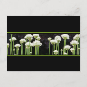 Unique Save The Date Postcards