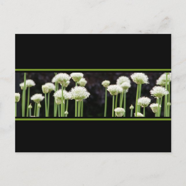 Unique Save The Date Postcards (Front)