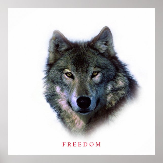 Unique Square Motivational Freedom Wolf Poster (Front)