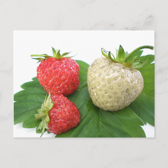 unique strawberry postcard (Front)