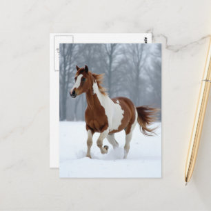 Unique Winter Paint Horse Postcard