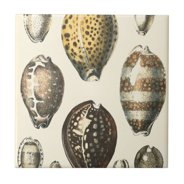 Uniquely Shaped Seashells Ceramic Tile (Front)