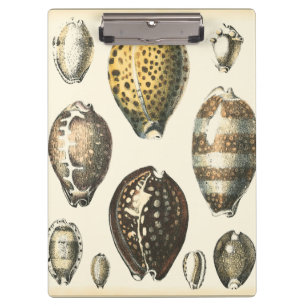 Uniquely Shaped Seashells Clipboard