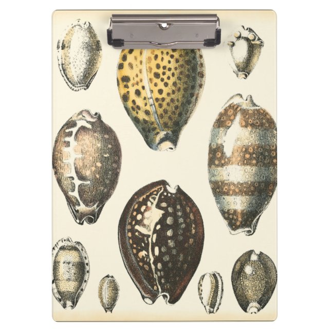 Uniquely Shaped Seashells Clipboard (Front)